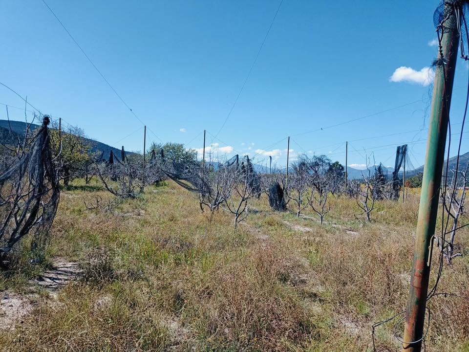 Terreno campestre en Jamé, Arteaga — fotografía 11