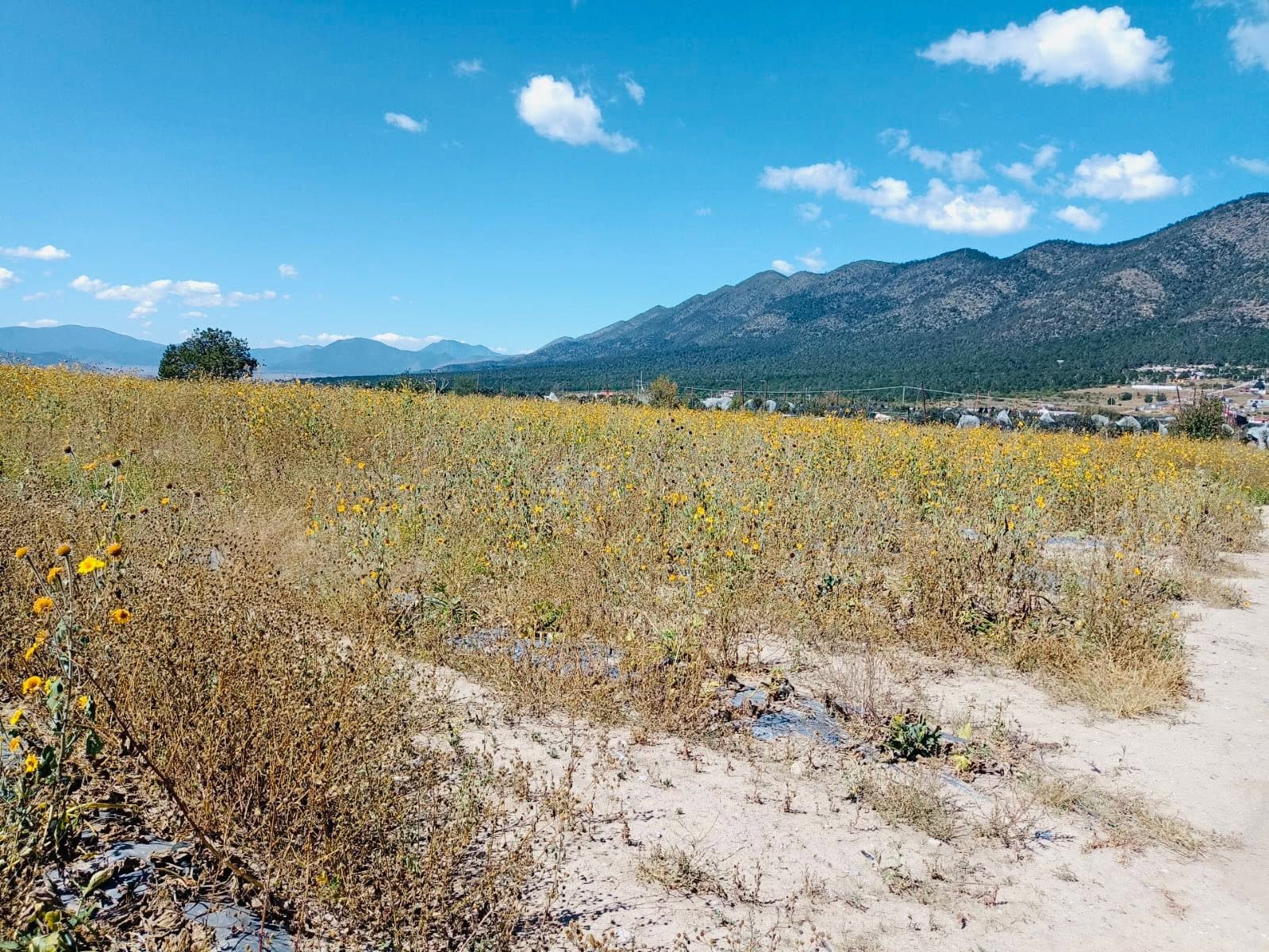 Terreno campestre en Jamé, Arteaga — fotografía 10